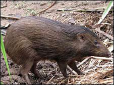 Pygmy Pigs Thriving in Wild