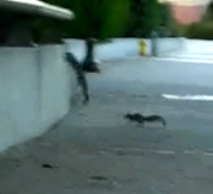 Friday Feel Good: Giving a Baby Squirrel a Hand