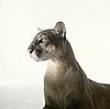 Do You Find the Cougar Concept Offensive?