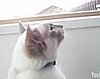 Happy Caturday! 