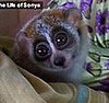 Friday Feel Good: Another Adorable Loris