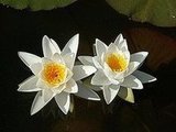Flowers: Real Beauty 6