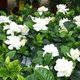 gardeniagirl07