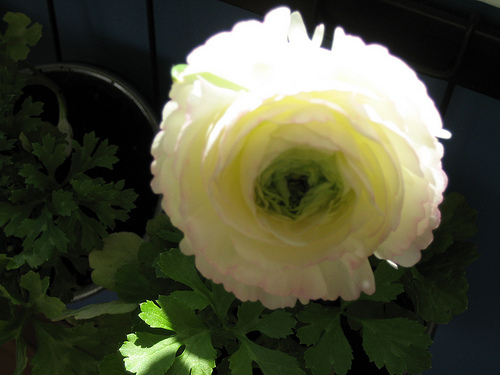 Name This Flower Name This Flower