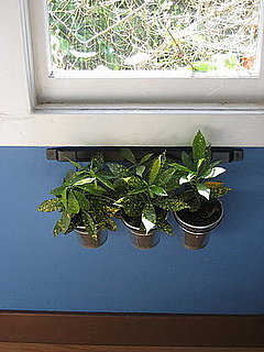 Interior Window Box and Tips For Planting Ranunculus
