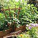 Don't Be Afraid to Plant a Lot in a Small Space