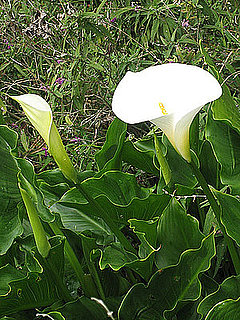Name This Flower