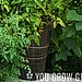 You Can Grow in Containers