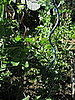 Casa Beta: Rainbow Spiral Plant Supports