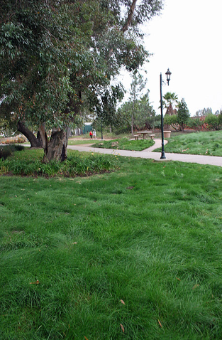 Eco-Lawn From Wildflower Farms Provides Beautiful, Drought-Resistant Lawns