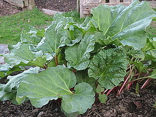 Name This Plant