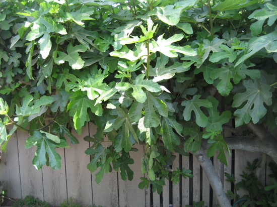 Name This Tree Name This Tree