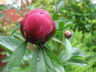 Name This Flower