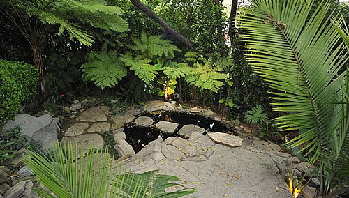 Do You Landscape With Tropical Foliage?
