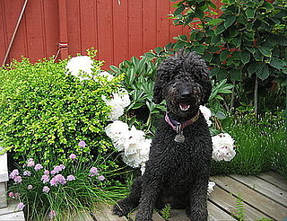 Open House: How Do You Deal With Pets in Your Garden?