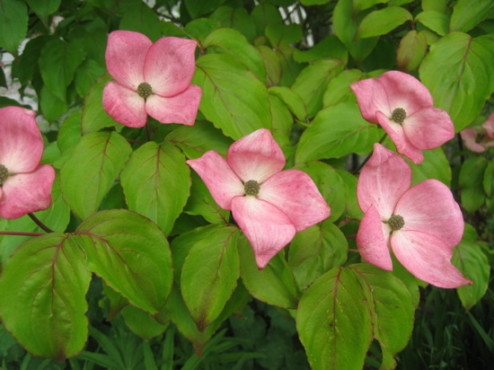 Name This Tree Name This Tree