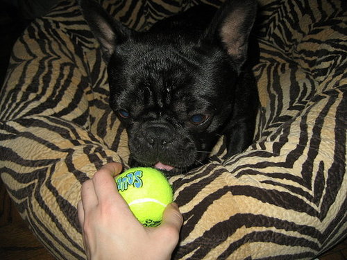 Babar's Birthday Tennis Ball