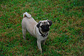 Sugar Shout Out: Name That Dog