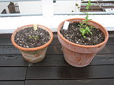 moroccan mint on the left and spearamint on the right.