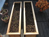 three weeks after planting seeds, the romaine and butter lettuce is poking out of the soil.