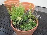 this is the herb planter i planted last year: winter savory, thyme, sage, curly and italian parsled, rosemary, and some super or