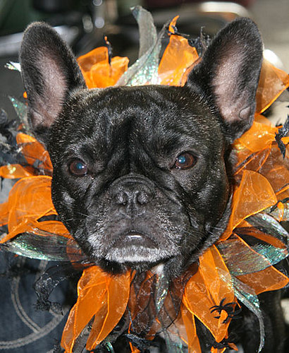 To the Rescue: Halloween Costumes and Your Pet