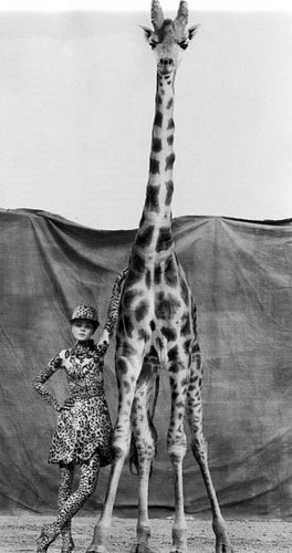 What's Your Favorite Animal Print?