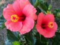 Su Casa: Sunny Sunday Flowers