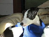 Rollo