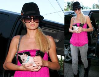 Paris Adds To Her Puppy Collection
