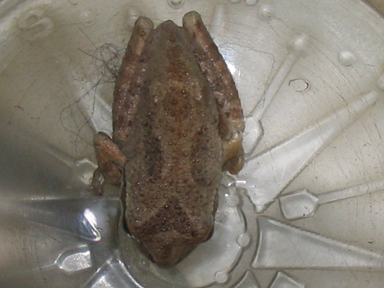 Catch and Release of a frog: my adventures with woodland creatures continues