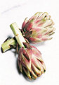 Artichokes: Artfully Yours and In Season Now