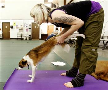 070403_dogyoga_hmed_830a.rp350x350-1