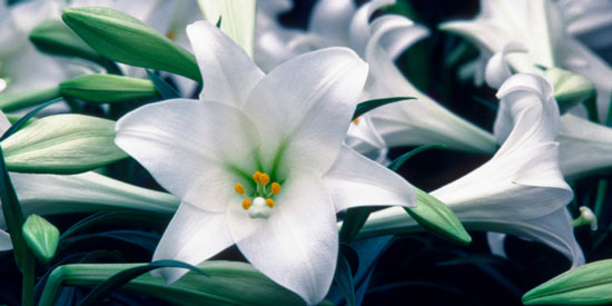 P.L.O.W. (Play List of the Week): Easter Mix P.L.O.W. (Play List of the Week): Easter Mix