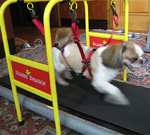 At Least Your Dog Can Be Fit