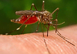 Why Do Mosquito Bites Itch So Much?
