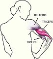 Triceps