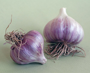 Garlic: Does it Repel Mosquitoes