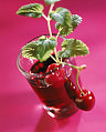 Antioxidants and Alcohol:  The Health Conscious Cocktail Trend