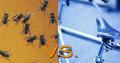 Biking:  Bugs vs. Saddle Sore - Which Is Worse?