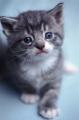 Are You a CAT Person or a DOG Person?