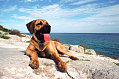 P.L.O.W - Dog Days of Summer