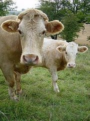 Cows and Climate Change 