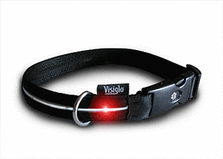 Get in Gear:  Exercise With Fido Safely