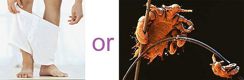 Which Is Worse?  Streaks or Crabs 