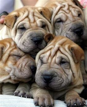 Sugar Causes Wrinkles