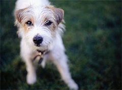 Exercise Safety Tip: Dealing With Unknown Dogs