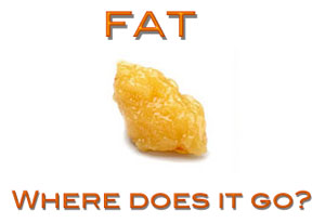 You Asked: Where Does the Fat Go?