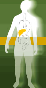 Digestion and You: The Thanksgiving Edition