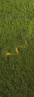 pho_cob_1 pho_cob_1